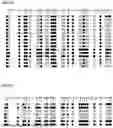 Fig. 20 - METHYLATION-SPECIFIC PRIMERS FOR DIAGNOSING TUMORS