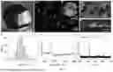 Fig. 03 - A DIAMOND MICROPARTICLES BASED PHYSICAL UNCLONABLE FUNCTIONAL MATERIAL, PREPARATION METHOD, AND USE THEREOF