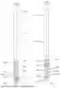 Fig. 02 - GUIDE ROD