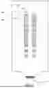 Fig. 08 - GAS SAMPLE EVALUATION DEVICE FOR GRAPHENE SENSOR ARRAYS