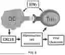 Fig. 07 - LYMPHOCYTE STIMULATION ASSAY TO QUANTIFY IMMUNE RESPONSES