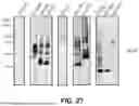 Fig. 42 - AFFINITY ENCODED OSCILLATOR ARRAYS, METHODS, AND RELATED ASPECTS FOR MEASURING MOLECULAR BINDING KINETICS