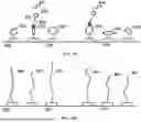 Fig. 24 - TIME-DEPENDENT PROFILING OF BINDING INTERACTIONS