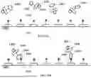 Fig. 36 - TIME-DEPENDENT PROFILING OF BINDING INTERACTIONS