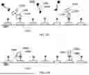 Fig. 37 - TIME-DEPENDENT PROFILING OF BINDING INTERACTIONS