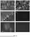 Fig. 13 - MULTIPLEX IMMUNOBLOT EARLY CANCER DIAGNOSTICS TEST FOR VETERINARY DIAGNOSTICS