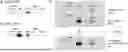 Fig. 01 - MAMMALIAN DISPLAY PLATFORM FOR MULTISPECIFIC ANTIGEN BINDING PROTEINS