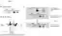 Fig. 05 - MAMMALIAN DISPLAY PLATFORM FOR MULTISPECIFIC ANTIGEN BINDING PROTEINS