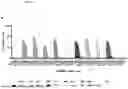 Fig. 06 - MAMMALIAN DISPLAY PLATFORM FOR MULTISPECIFIC ANTIGEN BINDING PROTEINS
