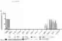 Fig. 07 - MAMMALIAN DISPLAY PLATFORM FOR MULTISPECIFIC ANTIGEN BINDING PROTEINS