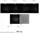 Fig. 09 - DEVICE AND METHOD FOR CALIBRATION-FREE PHASE SHIFTING PROCEDURE FOR SELF-INTERFERENCE HOLOGRAPHY