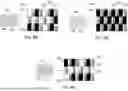 Fig. 09 - LENSLESS CAMERA POSITIONED BEHIND DISPLAY LAYER