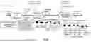 Fig. 30 - IMAGE PROCESSING UTILIZING AN ENTIGEN CONSTRUCT