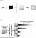 Fig. 05 - METHOD AND APPARATUS FOR DETERMINING METASTASIS TISSUE OF CANCER BASED ON LINKED MULTIPLE NEURAL NETWORK MODELS