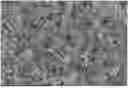 Fig. 01 - COATING COMPOSITION FOR SEPARATOR MEMBRANE, COMPOSITE SEPARATOR MEMBRANE, BATTERY CELL, BATTERY, AND ELECTRICAL APPLIANCE
