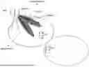 Fig. 01 - Methods and Apparatuses for Codebook Restriction for Type-II Feedback Reporting and Higher Layer Configuration and Reporting for Linear Combination Codebook in a Wireless Communications Network