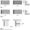 Fig. 02 - JOINT RESOURCE MAP DESIGN OF DM-RS AND PT-RS