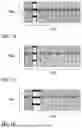 Fig. 12 - JOINT RESOURCE MAP DESIGN OF DM-RS AND PT-RS