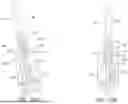 Fig. 21 - CFET WITH ASYMMETRIC SOURCE/DRAIN FEATURES