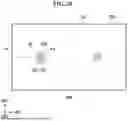 Fig. 23 - DISPLAY DEVICE AND ELECTRONIC DEVICE