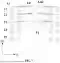 Fig. 06 - DISPLAY PANEL AND DISPLAY DEVICE