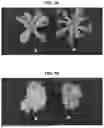Fig. 11 - LIGHT SOURCE