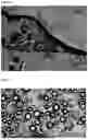 Fig. 03 - NOVEL INSECT REPELLENT COMPOSITION