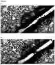 Fig. 04 - NOVEL INSECT REPELLENT COMPOSITION