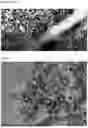 Fig. 05 - NOVEL INSECT REPELLENT COMPOSITION