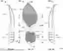 Fig. 22 - ARTICLE OF FOOTWEAR HAVING A SOLE PLATE
