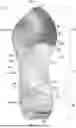 Fig. 01 - SOLE STRUCTURE WITH MIDSOLE PROTRUSIONS AND ARCED PROFILE FOR FORWARD MOMENTUM
