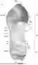 Fig. 11 - SOLE STRUCTURE WITH MIDSOLE PROTRUSIONS AND ARCED PROFILE FOR FORWARD MOMENTUM
