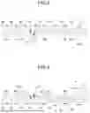 Fig. 04 - SHOES