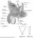 Fig. 18 - Controlled Tissue Dissection Systems and Methods