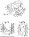 Fig. 21 - BONE ANCHOR ASSEMBLY WITH TOOL DEPLOYMENT OF INSERT INTO AN UNLOCKED CONFIGURATION