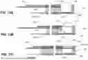 Fig. 33 - APPARATUS FOR USE IN REPAIRING MITRAL VALVES AND METHOD OF USE THEREOF