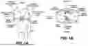 Fig. 02 - ORTHOPEDIC IMPLANTS HAVING CIRCUMFERENTIAL AND NON-CIRCUMFERENTIAL FIBERS