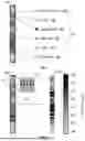 Fig. 06 - METHODS AND SYSTEMS FOR GRAIN DENSITY AND POROSITY DETERMINATION FOR PLANNED WELLS