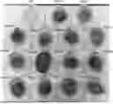 Fig. 01 - BACILLUS ISOLATE COMPOSITIONS AND METHODS OF USING AND PRODUCING THE SAME