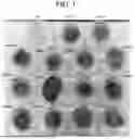 Fig. 02 - BACILLUS ISOLATE COMPOSITIONS AND METHODS OF USING AND PRODUCING THE SAME