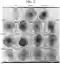 Fig. 03 - BACILLUS ISOLATE COMPOSITIONS AND METHODS OF USING AND PRODUCING THE SAME