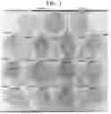 Fig. 04 - BACILLUS ISOLATE COMPOSITIONS AND METHODS OF USING AND PRODUCING THE SAME