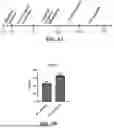 Fig. 07 - ENGINEERED STEM CELLS AND USES THEREOF