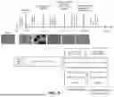Fig. 22 - ENGINEERED STEM CELLS AND USES THEREOF