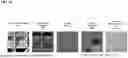 Fig. 72 - ENGINEERED STEM CELLS AND USES THEREOF