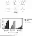 Fig. 02 - ANTIMICROBIAL GELS