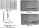 Fig. 02 - COMPOSITIONS OF AND METHODS OF MAKING FERRITIN-BASED IMAGING AGENTS