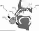 Fig. 01 - NASAL CAVITY SAMPLING METHODS AND APPARATUS