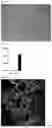 Fig. 06 - PROCESS FOR OBTAINING FUNCTIONAL LYMPHOCYTES CELLS
