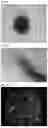 Fig. 07 - PROCESS FOR OBTAINING FUNCTIONAL LYMPHOCYTES CELLS
